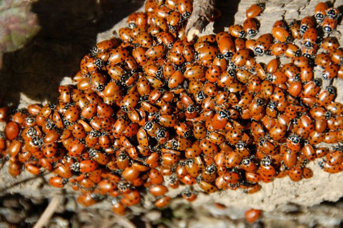 Ladybugs-invasion