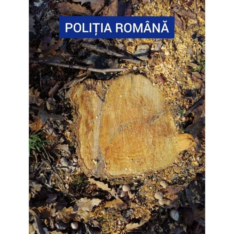 Se fură lemn în continuare, din pădurile din zona Reșiței