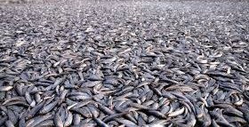 Peste 32.000 de somoni au „evadat” de la o fermă piscicolă din Chile