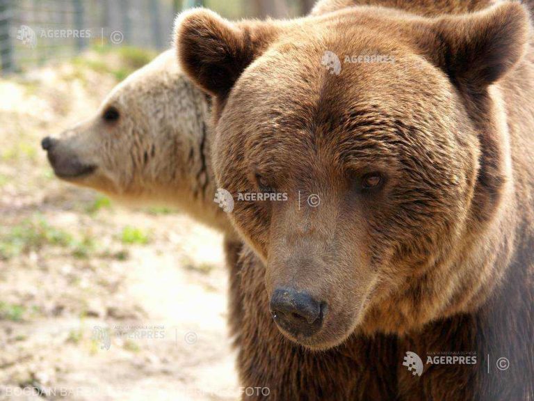 Bărbatul dat dispărut a fost găsit mort. A fost ucis de un urs