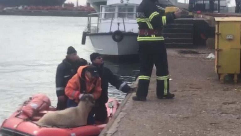 Catastrofă în Portul Midia: Au fost salvate 2 oi din cele 14.000 aflate pe nava scufundată