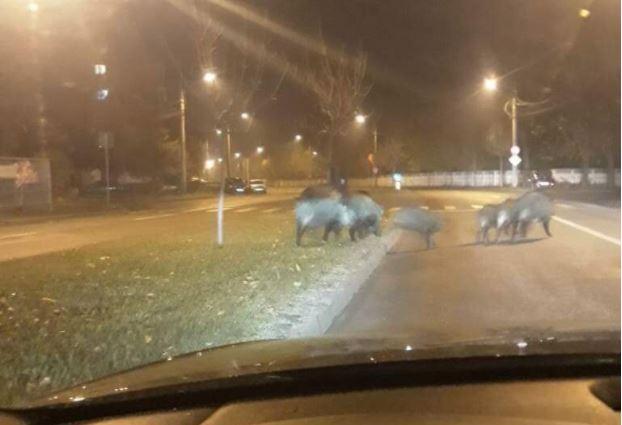 image-2019-11-7-23473755-41-mistreti-oras