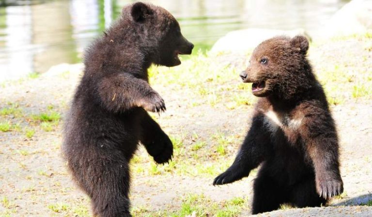 Alți doi urși au fost uciși într-un accident