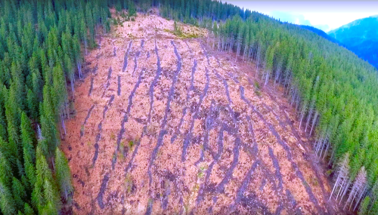 Cifre șocante: În România se taie, ȋntr-un an, 38,6 milioane de metri cubi de lemn. Cu 20 de milioane, peste datele oficiale