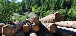 Mafia lemnului din România a agresat echipa Netflix. Tăierile ilegale de arbori, subiect în serialul „Broken”