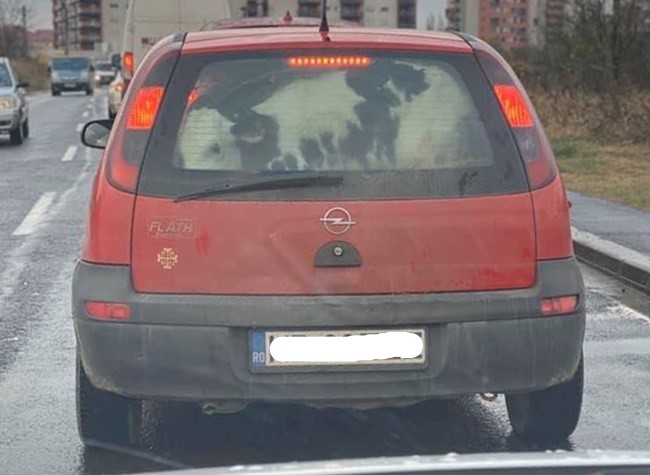 Timișoara | Cu vițelul, pe bancheta din spate a unui Opel Corsa