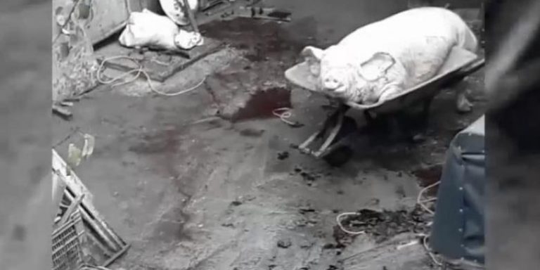 Porci sacrificați în București, lângă o grădiniță, în condiții groaznice. Animalele, cărate cu roaba
