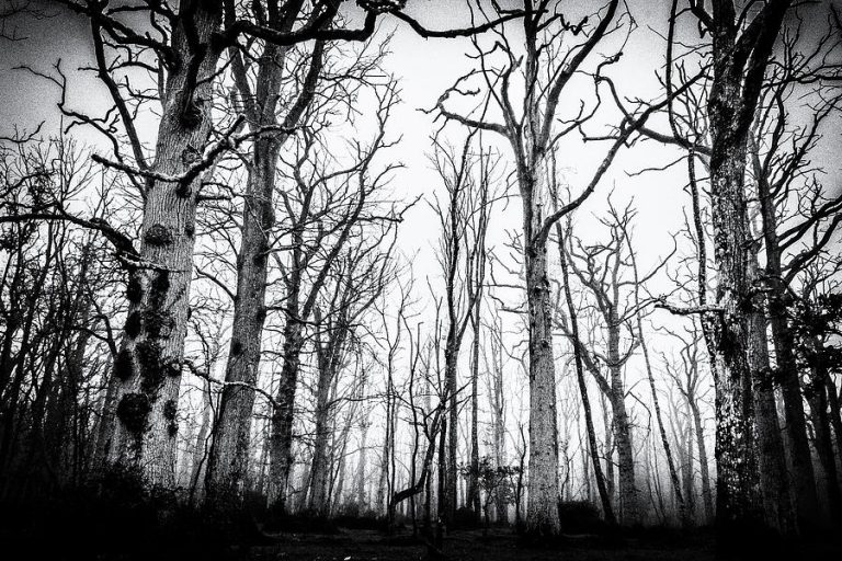 Doi fraţi şi-au pus capăt zilelor împreună, la trei zile de la Crăciun. Trupurile, găsite în pădure