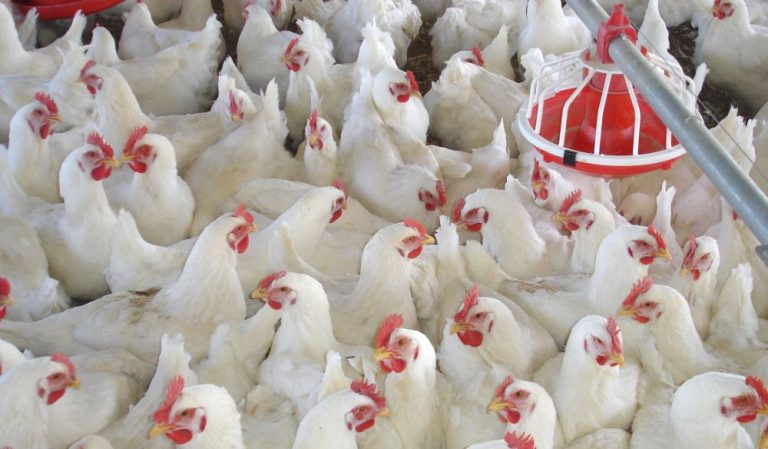 Şapte angajaţi de la o fermă de pui din vestul țării, transportaţi la spital în urma unei posibile intoxicări
