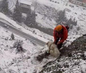 „Divizia Salvadog”. Intervenție a salvamontiștilor pentru un câine blocat de câteva zile pe o stâncă plină de zăpadă VIDEO