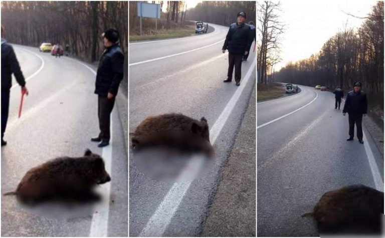 Un mistreţ urmărit de vânători a fugit în şosea și a provocat un accident rutier VIDEO