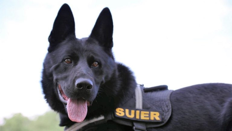 Cum a primit numele Şuier celebrul câine poliţist care a făcut senzaţie la toate festivalurile