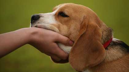 Cruzime față de animale: Câini maltrataţi şi pisici aruncate ca hrană pentru maidanezi