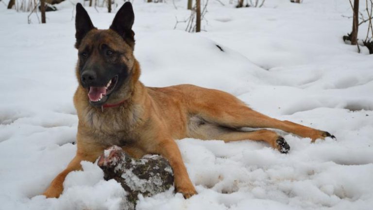 Un câine salvator a supraviețuit 16 zile la o altitudine de 3.500 de metri, la temperaturi de minus 25 de grade