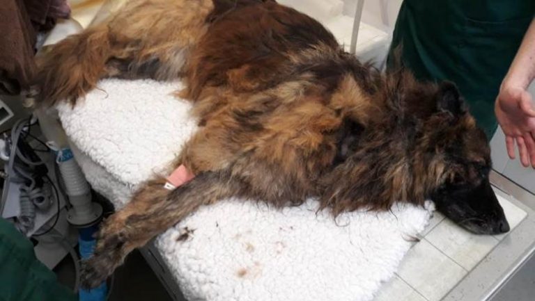 Pedeapsa primită de doi indivizi care au legat o piatră de gâtul unui câine și l-au aruncat într-un râu