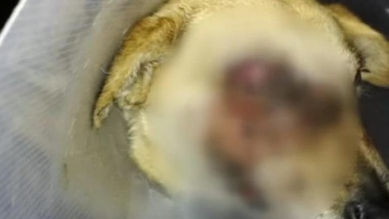 Câine mutilat de niște indivizi care i-au băgat o petardă aprinsă în gură, iar apoi a explodat