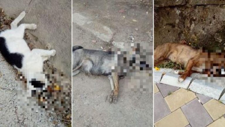 Val de cruzime într-o localitate din România: Regulat, animalele de pe străzi sau din curți sunt omorâte în chinuri