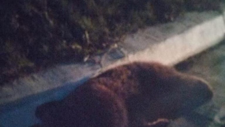 Urs lovit mortal de o mașină