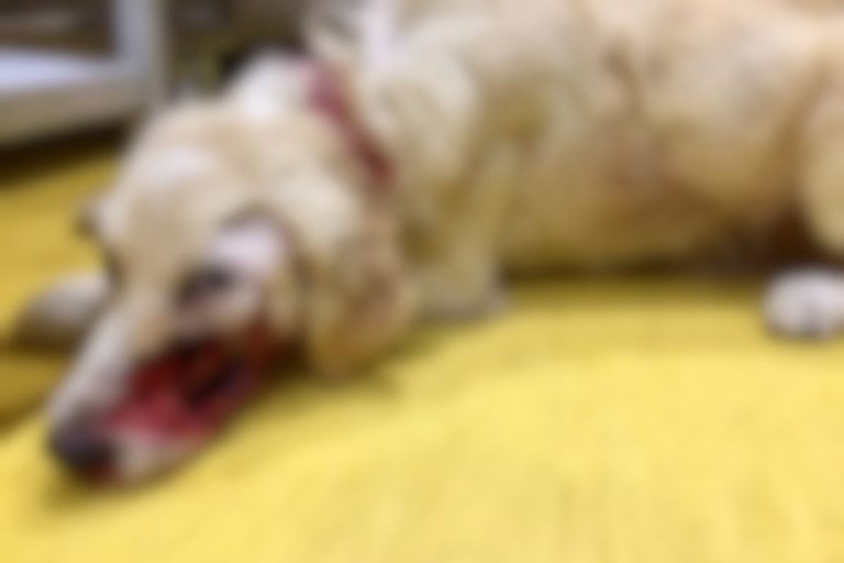 Un nou caz de cruzime asupra animalelor: câine împușcat, de două ori, în gură