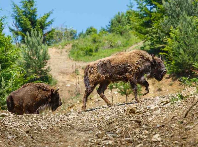 O comună din vestul țării, în topul The Guardian al destinațiilor turistice europene pentru noul an