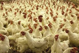 În România au fost livrate produse de la fermele din zona unde există focare de gripă aviară