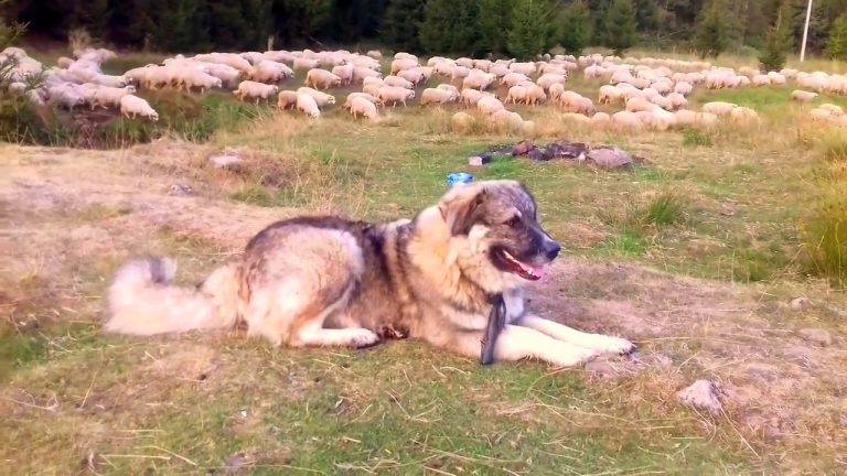 Distracţie macabră la o stână. Un câine este sfâşiat de mai mulţi carpatini, la cererea a doi tineri ciobani