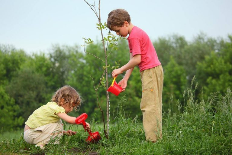 Elevii din Timiș, chemați să planteze păduri. Un nou proiect EcoStuff