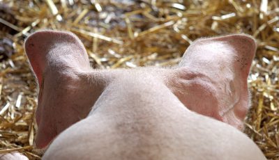 Carnea de porc riscă să se scumpească de trei ori în acest an