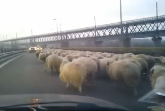 Turmă de oi mânată prin ceață pe Autostrada Soarelui. Replica unui cioban: „Brânza îți place!?” VIDEO