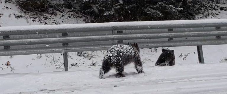 Imagini de colecție: Doi pui de urși se joacă în zăpadă, la marginea unui drum național VIDEO