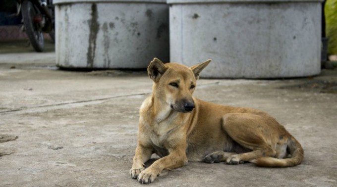 Vietnamezi angajați într-o comună din Transilvania, acuzați că au mâncat câinii localnicilor