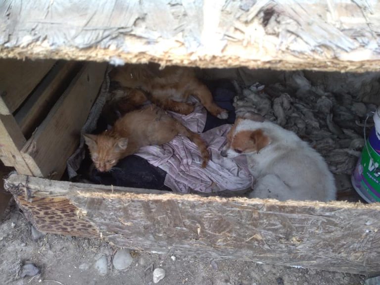 Doi căței și o pisică, resuscitați de pompieri după ce au fost salvați dintr-o casă cuprinsă de flăcări VIDEO