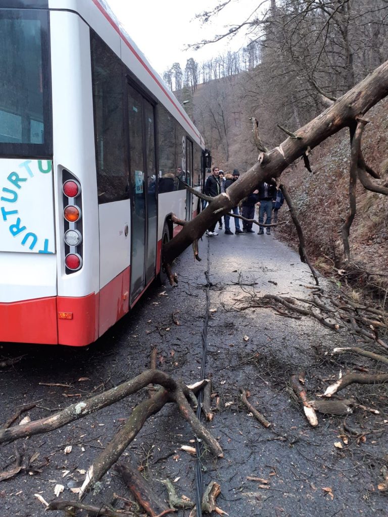 UPDATE. Copac doborât de vânt peste un autobuz cu călători. Alte două mașini au fost avariate VIDEO