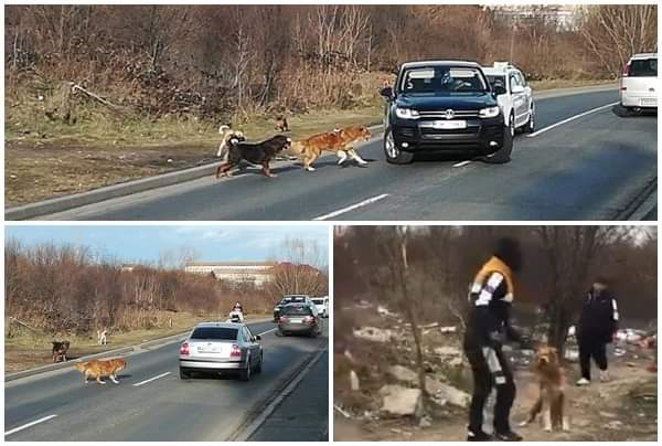 Tot mai mulți maidanezi pe străzi