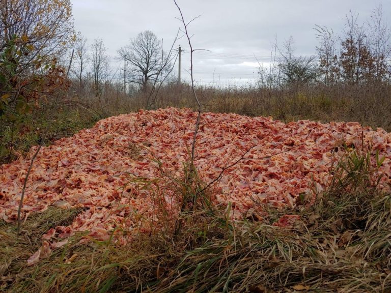 Imagini greu de digerat. Sute de kilograme de deșeuri animale, debarasate pe un câmp din vestul țării