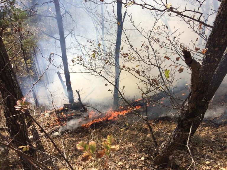 Incendiu de pădure în Banatul Montan / VIDEO