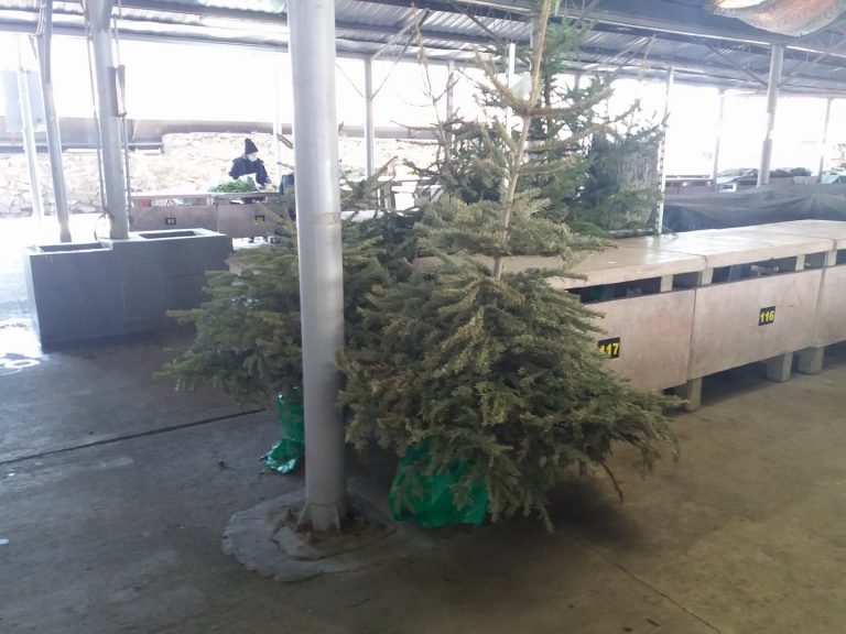 În Timișoara au apărut în piețe vestitorii… iernii