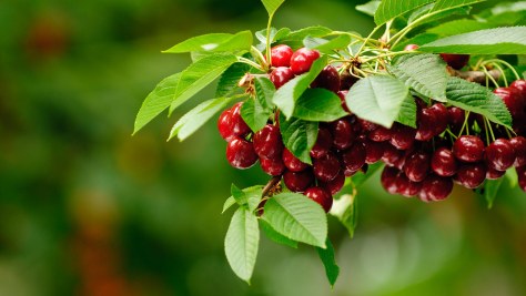 Cum va fi vremea la început de iunie