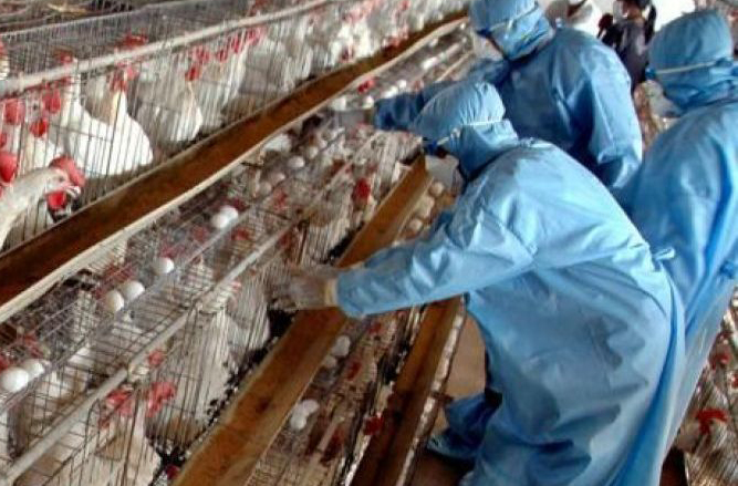 Focare de gripă aviară, la granița de vest a României