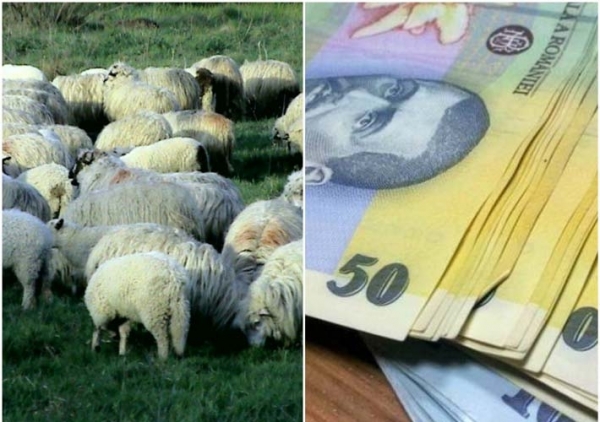 15.000 de lei amendă pentru un bătrân prins fără declarație. Omul a ieși din gospodărie după animale