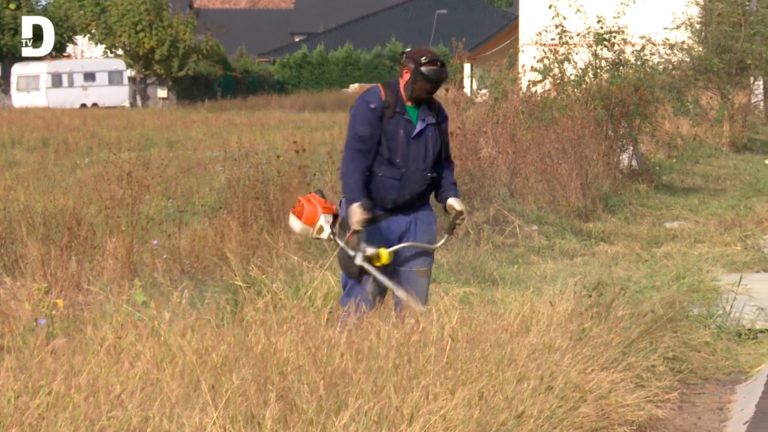 Legea 62/2018: Poliția Locală va informa Prefectura Timiș despre terenurile pline cu buruiana ambrozia VIDEO-FOTO