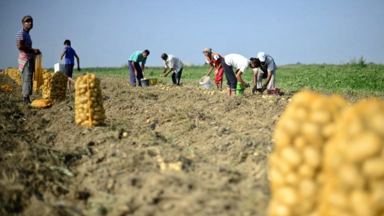 Guvern: Tinerii fermieri pot primi în concesiune 50 de hectare de teren de la stat