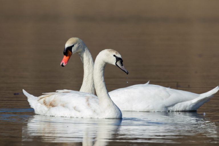 Cercetări în Arad după ce o lebădă a dispărut. Suspiciunile se îndreaptă către locuitorii unui cartier de lângă lac