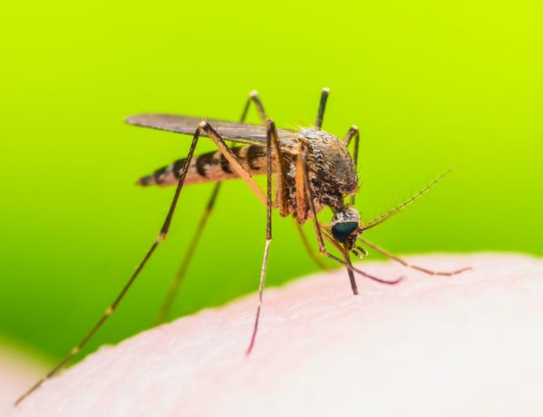 Pot țânțarii să transmită coronavirusul? Ce au descoperit cercetătorii