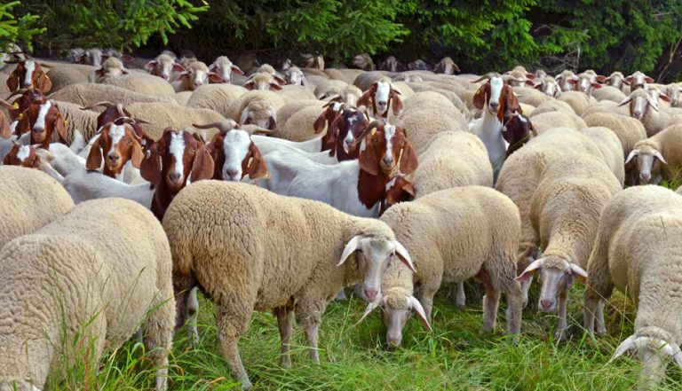 Plăți directe pe suprafață și a plafonului pentru sprijinul cuplat la ovine și caprine