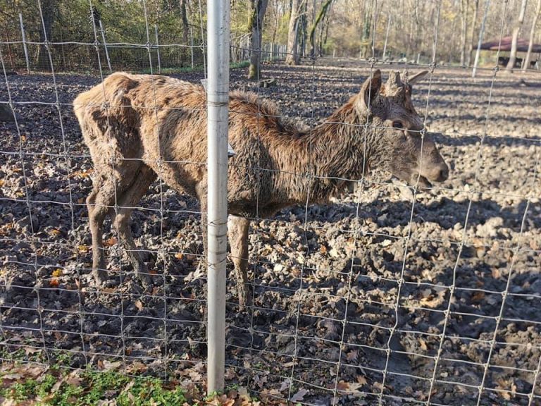 Update: Puiul de cerb de la Grădina Zoologică a murit, Fritz a făcut anchetă