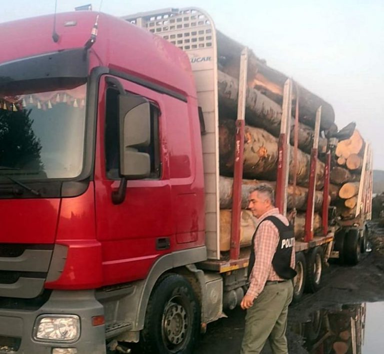 Un primar PSD a fost prins la volanul unui camion cu lemne furate