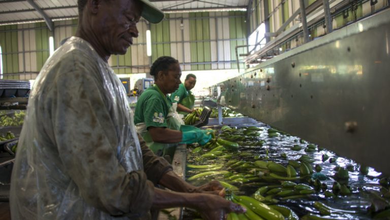 De la plantațiile de banane stropite 20 de ani cu pesticide, aproape toți cetățenii din două țări au acum sângele otrăvit