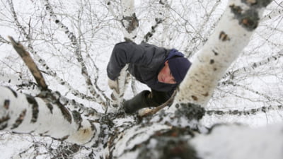 Un student s-a cățărat într-un copac, la 8 metri înălțime, pentru a avea acces la internet. Voia să asiste la cursurile de la universitate VIDEO