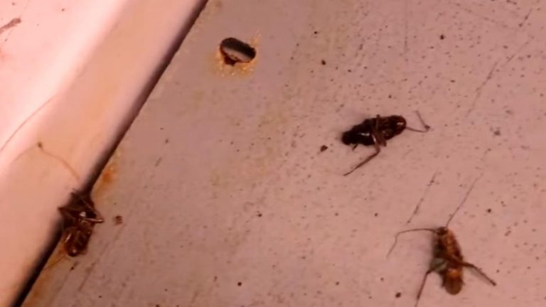 Spitalul din România în care pacienții nu au loc de gândaci